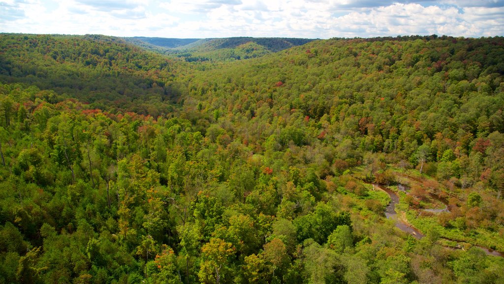 Kinzua Bridge State Park ofreciendo vistas de paisajes, escenas tranquilas y bosques