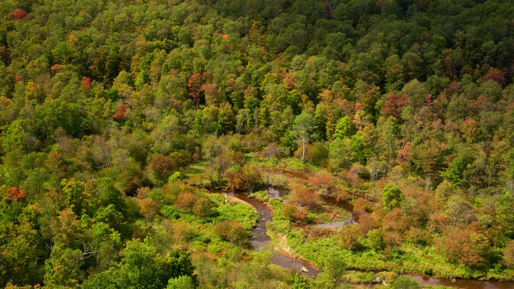 Kinzua Bridge State Park que inclui cenas tranquilas e cenas de floresta