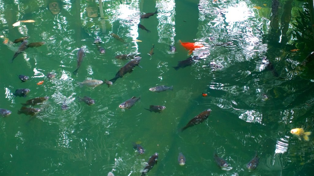 Wenshu Monastery showing a pond and marine life