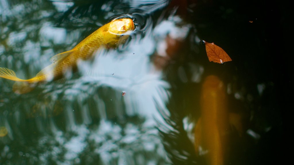 Wenshu Monastery featuring a pond and marine life