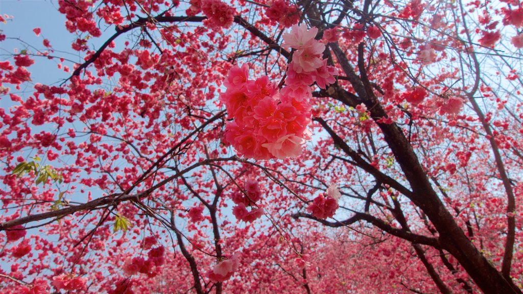 Kunming Zoo showing a garden and wildflowers