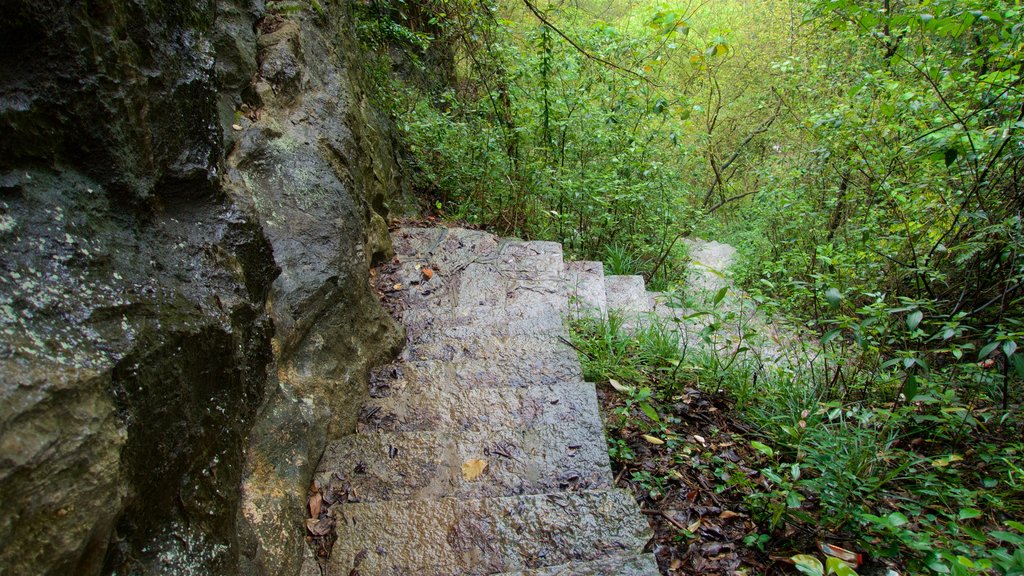 Yangshuo Park showing forests