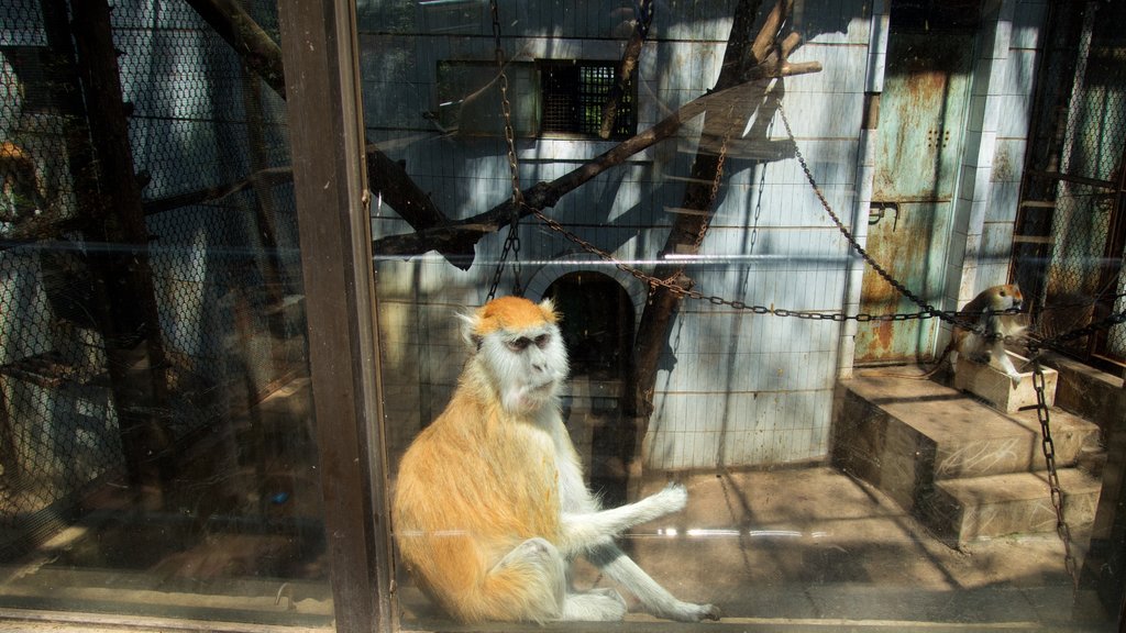 Zoológico de Kunming