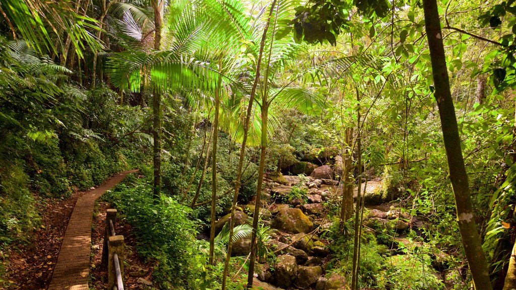 Bosque Nacional El Yunque