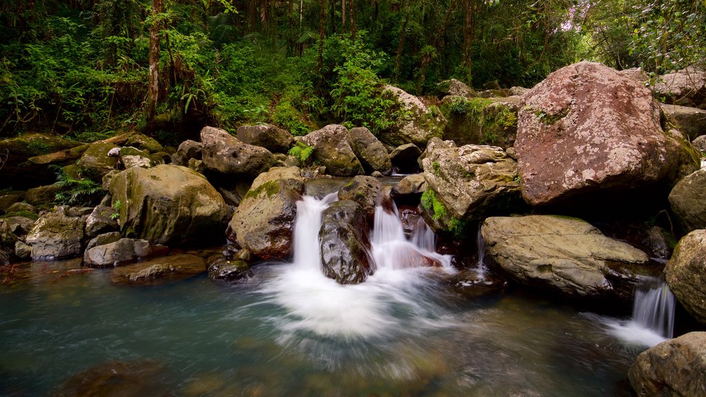 El Yunque nasjonalskog