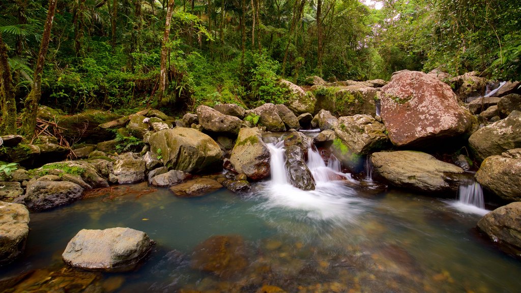 Floresta Nacional de El Yunque