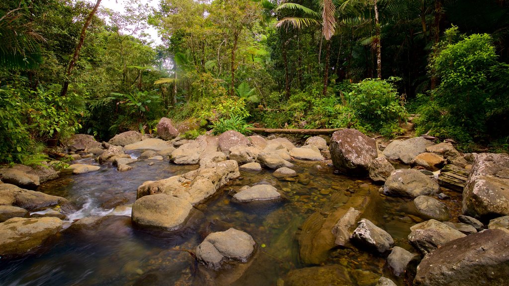 Forêt nationale de El Yunque