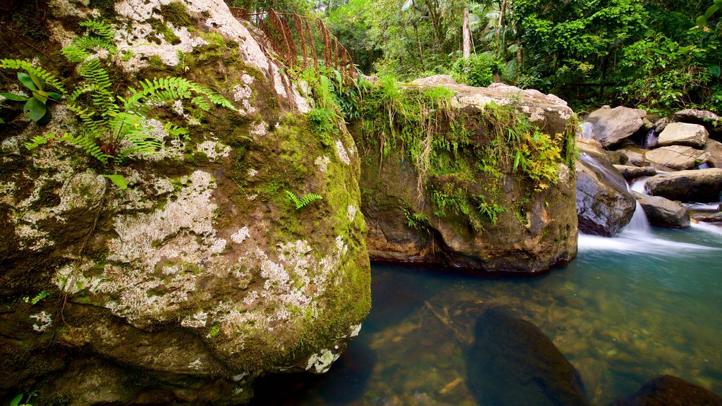 Floresta Nacional de El Yunque