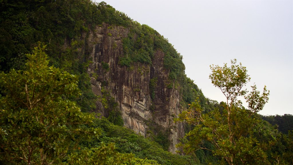 Floresta Nacional de El Yunque