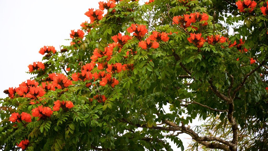 Forêt nationale de El Yunque