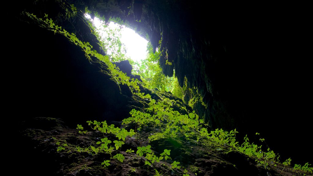 Höhlenpark des Rio Camuy