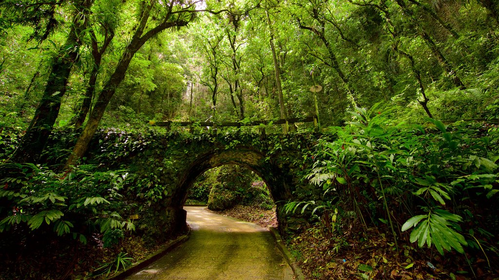 Rio Camuy Cave-parken