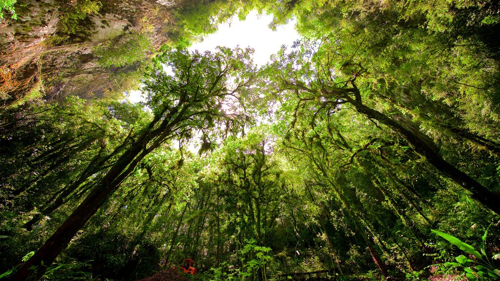 Höhlenpark des Rio Camuy