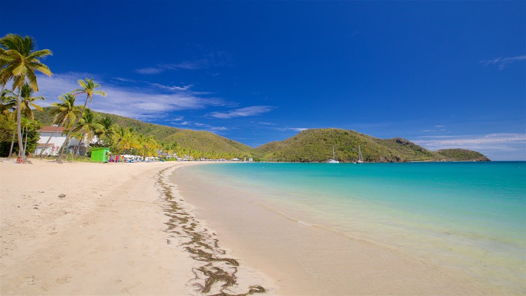 Carlisle Beach featuring tropical scenes, general coastal views and a beach