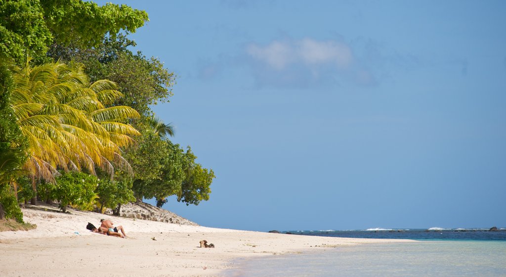 Samoa ofreciendo una playa de arena y vista general a la costa y también una pareja