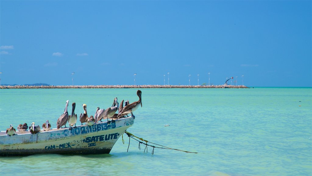 Seybaplaya que incluye vida de las aves, escenas tropicales y vistas generales de la costa