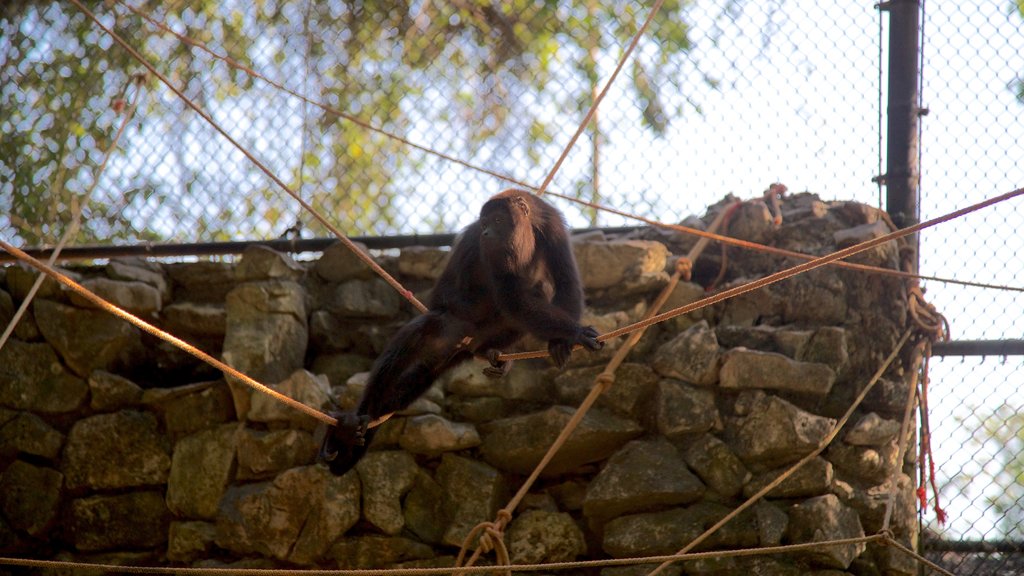 Aluxes Eco Park showing cuddly or friendly animals and zoo animals