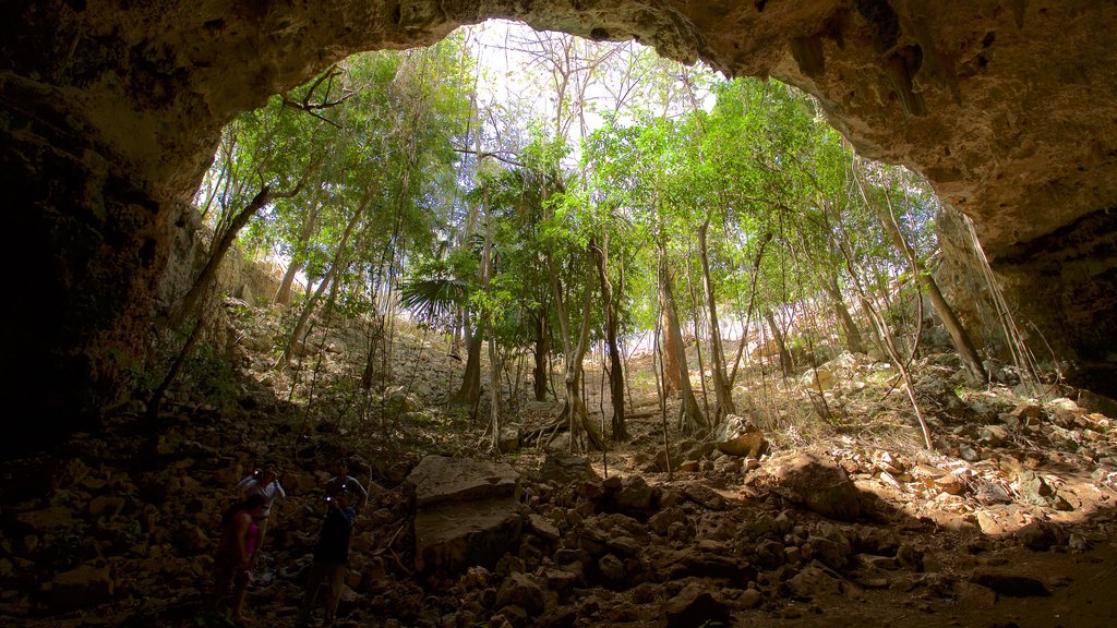 Calcehtok Caves showing forest scenes, interior views and caves