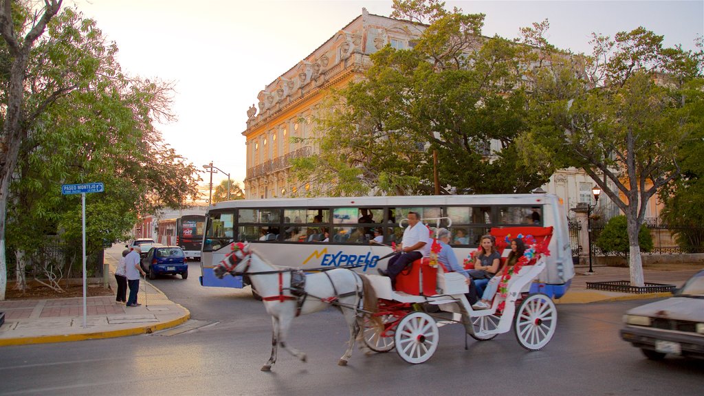 Paseo de Montejo ofreciendo animales terrestres y un atardecer y también un pequeño grupo de personas