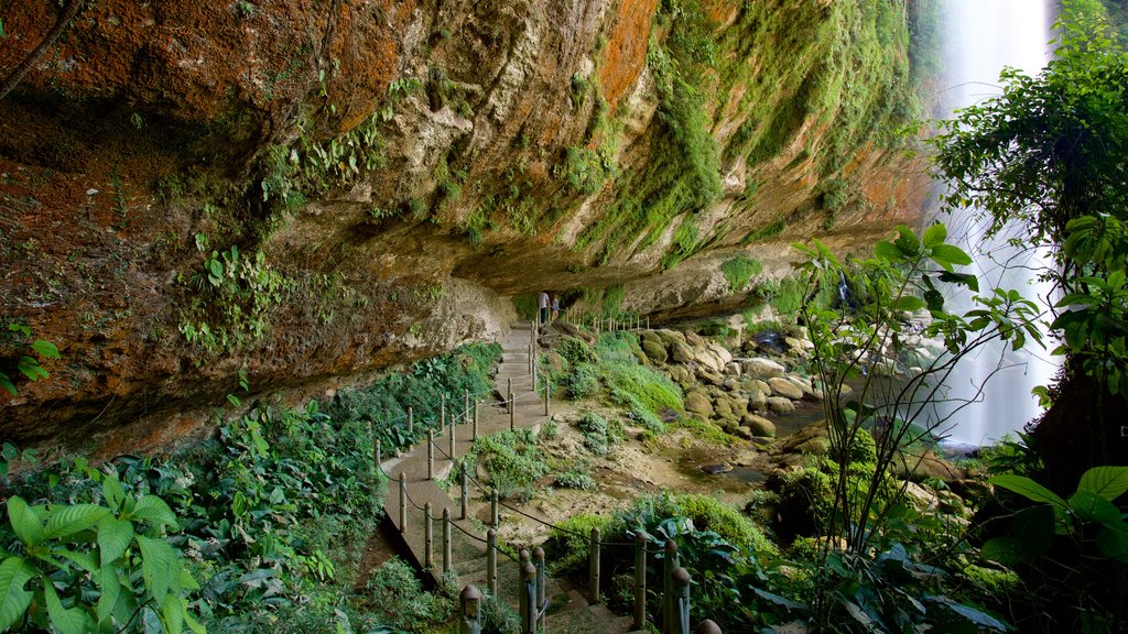 Misol-Ha Waterfalls featuring a waterfall and a gorge or canyon