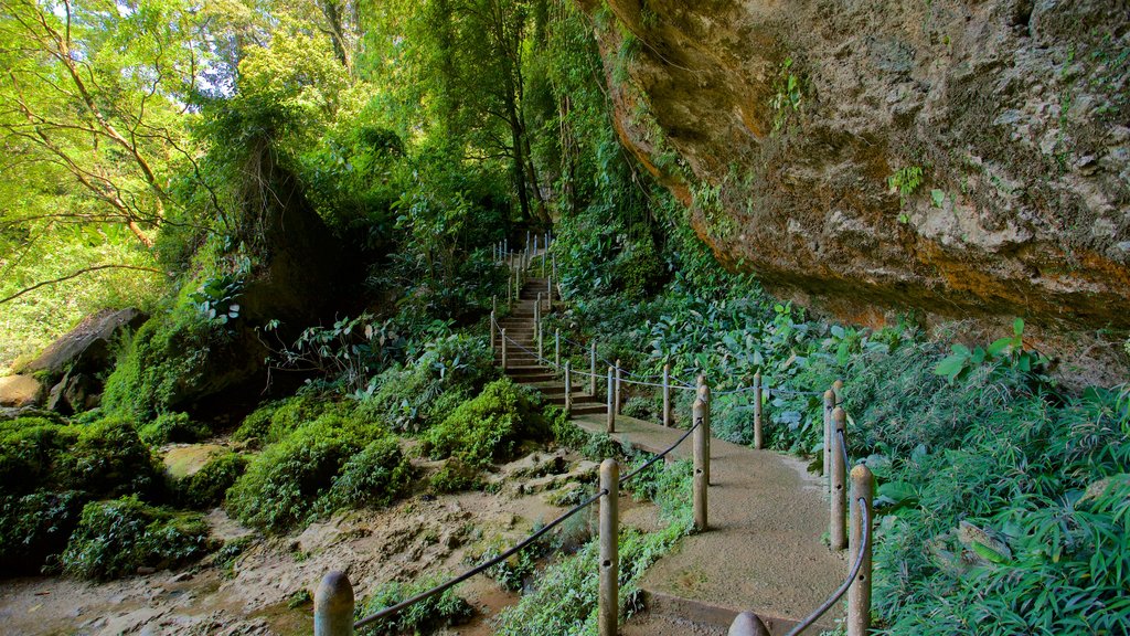 Misol-Ha Waterfalls which includes a gorge or canyon and forest scenes