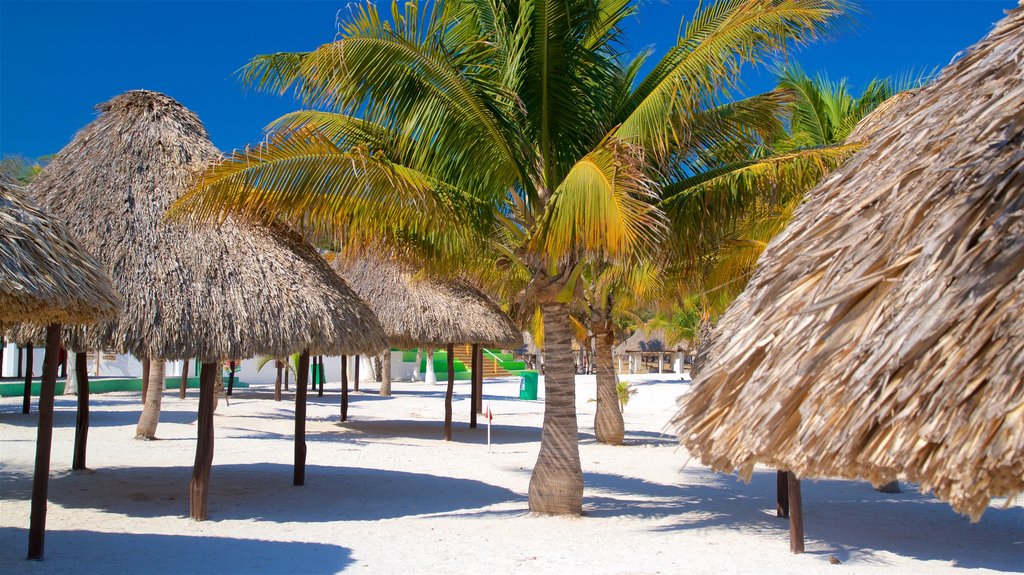 Bonita Beach showing a sandy beach and tropical scenes