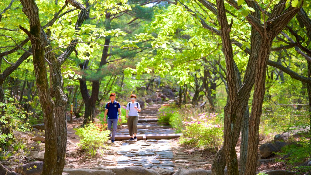 Geumjeongsan showing forest scenes as well as a couple