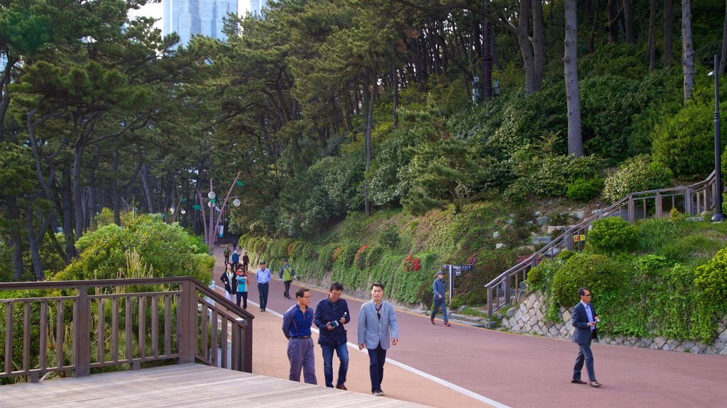 Parque Dongbaekseom mostrando un jardín y también un pequeño grupo de personas