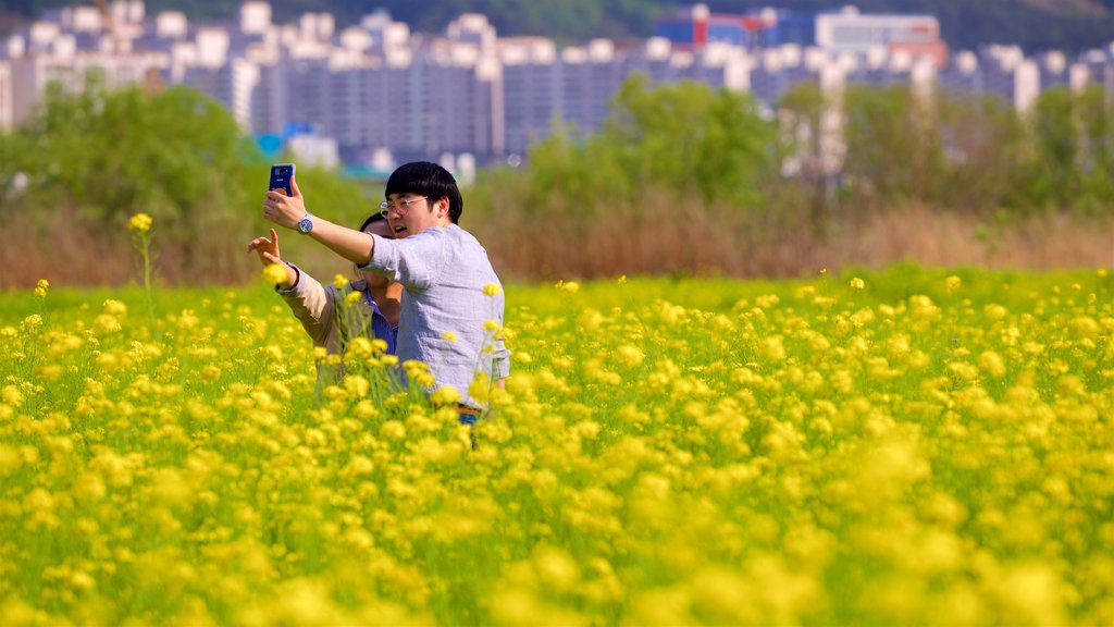 Busan featuring wild flowers, tranquil scenes and a city