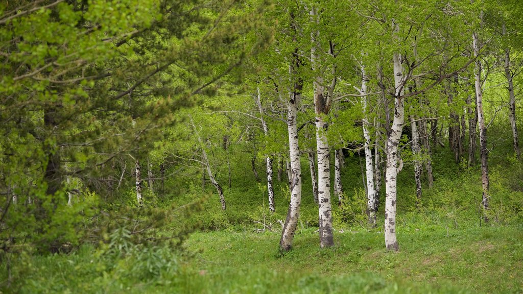 Jackson Lake mostrando escenas forestales