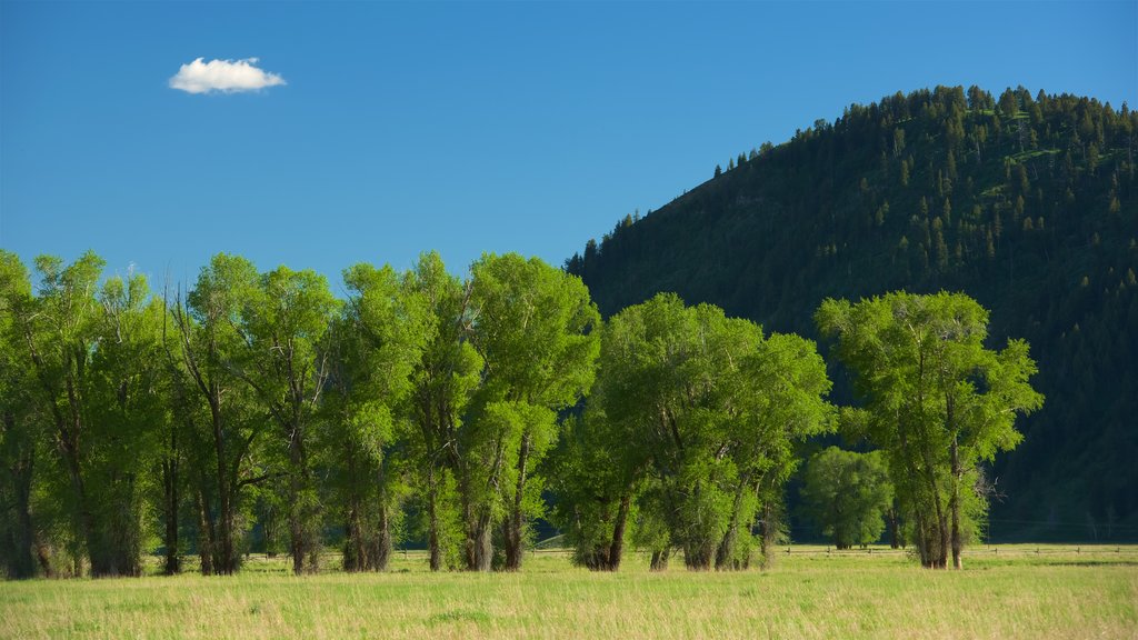 Mormon Row Historic District som inkluderar stillsam natur