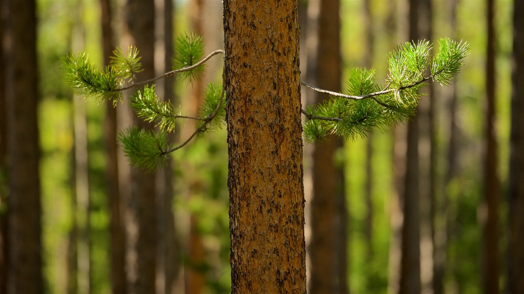 Grand-Teton-Nationalpark mit einem Wälder