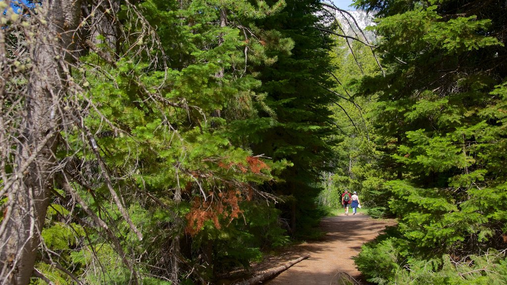 Parque Nacional Grand Teton ofreciendo escenas forestales y senderismo o caminata y también una pareja