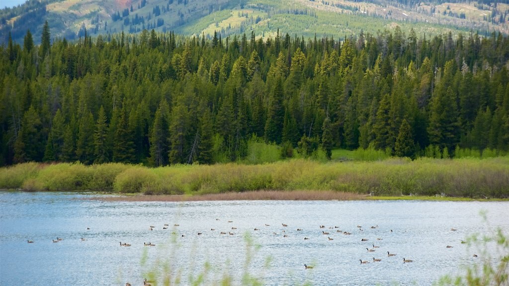 Jackson Lake welches beinhaltet Landschaften, ruhige Szenerie und Sumpfgebiet