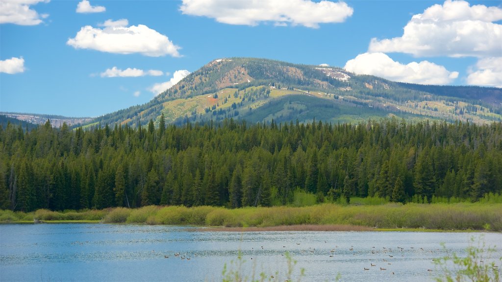 Jackson Lake que incluye humedales, vistas de paisajes y escenas tranquilas