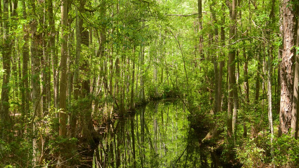 Okefenokee Swamp Park showing forest scenes