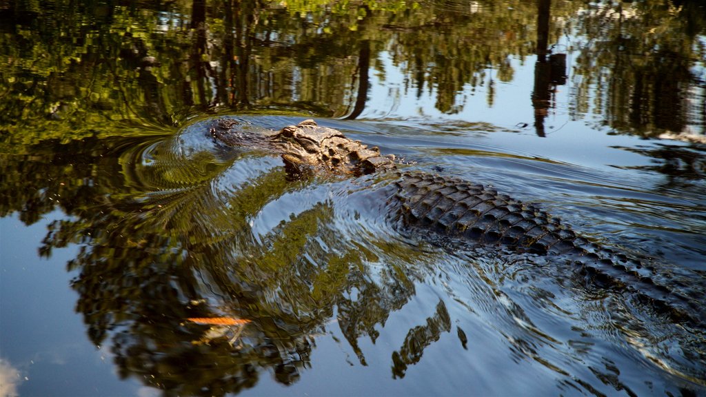 Parque Okefenokee Swamp que incluye pantano y animales peligrosos