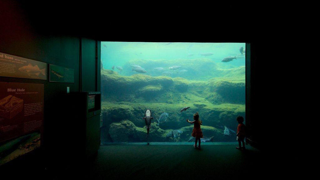 Flint RiverQuarium featuring marine life and interior views as well as children