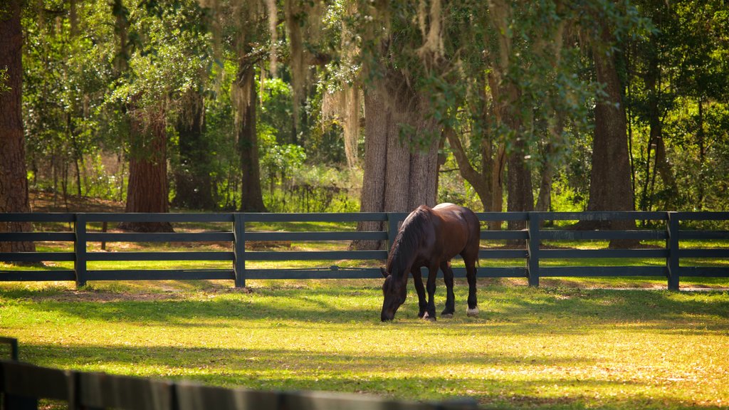 Pebble Hill Plantation mostrando animais terrestres e fazenda