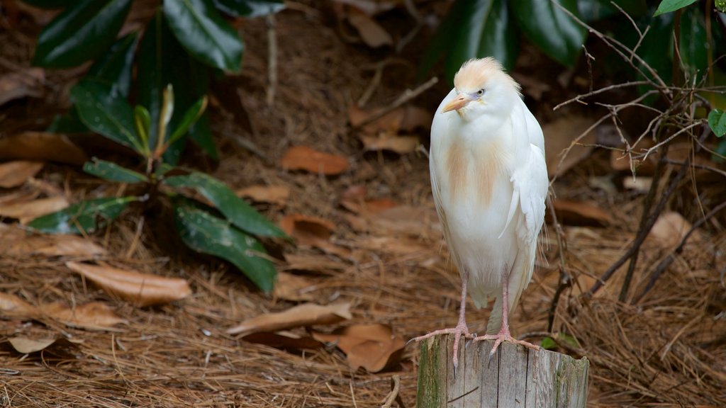 Flint RiverQuarium mostrando vida das aves