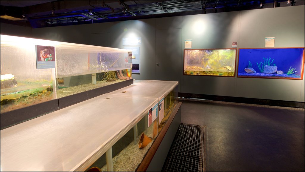 Flint RiverQuarium showing marine life and interior views