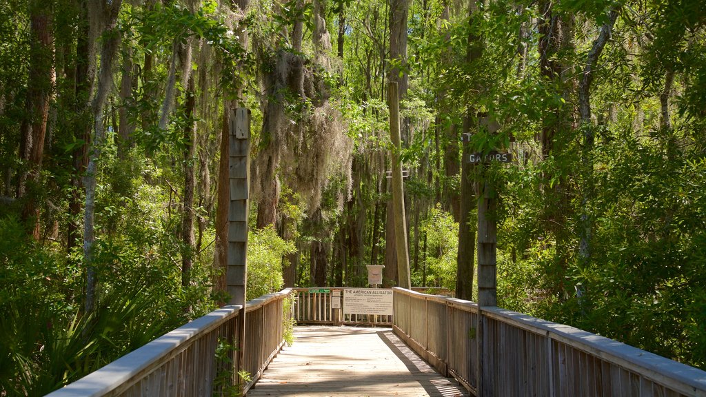 Okefenokee Swamp Park mostrando florestas e uma ponte