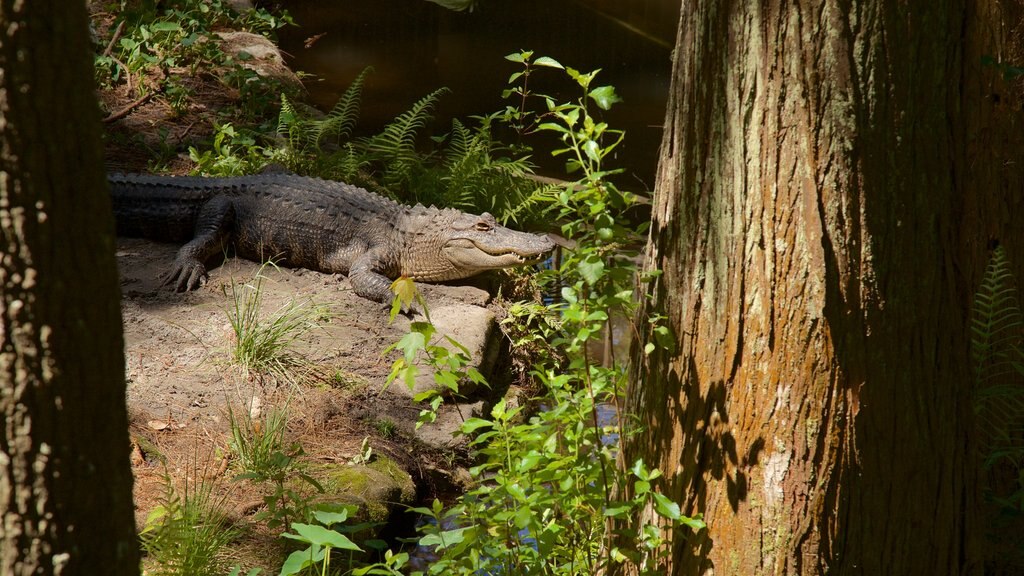 Okefenokee Swamp Park showing zoo animals and dangerous animals