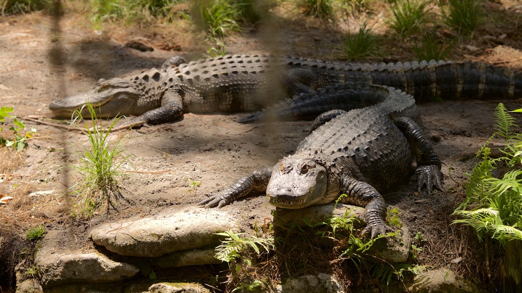 Parque Okefenokee Swamp mostrando animales de zoológico y animales peligrosos