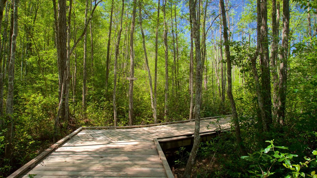 Okefenokee Swamp Park som viser skovområder og en bro