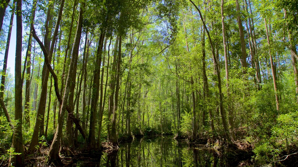 Okefenokee Swamp Park bevat een rivier of beek en bos