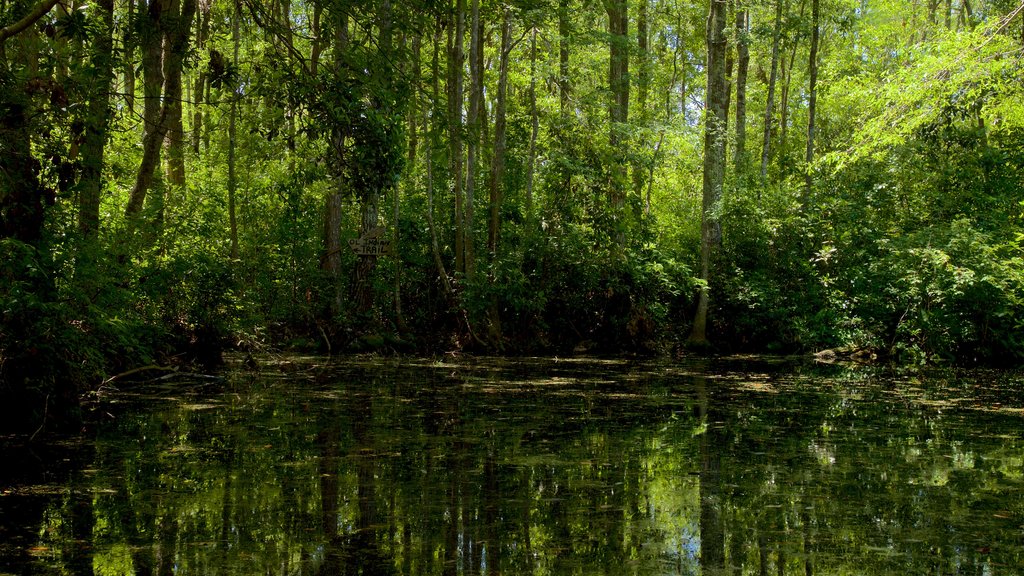 Okefenokee Swamp Park featuring a river or creek and forest scenes