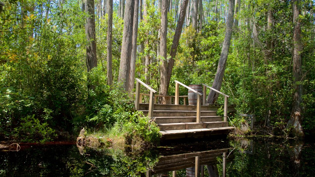 Okefenokee Swamp Park mostrando um rio ou córrego e cenas de floresta