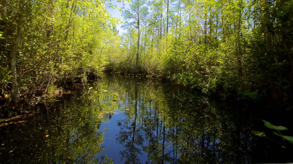 Parque Okefenokee Swamp que incluye imágenes de bosques y un río o arroyo