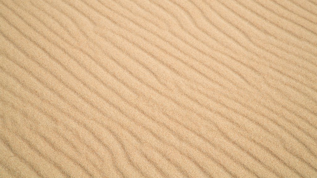 Parc provincial de Fenwick Island mettant en vedette plage de sable